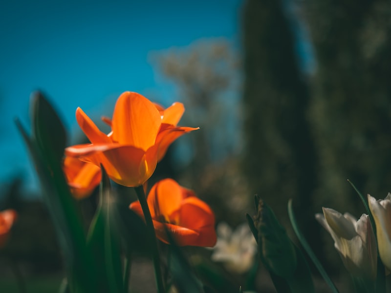 Budget forecasting analytics